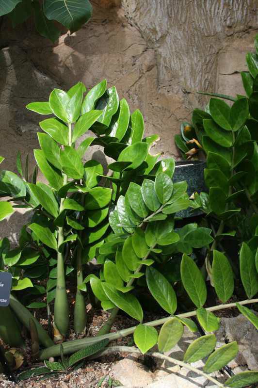ZZ plant (Zamioculcas zamiifolia)